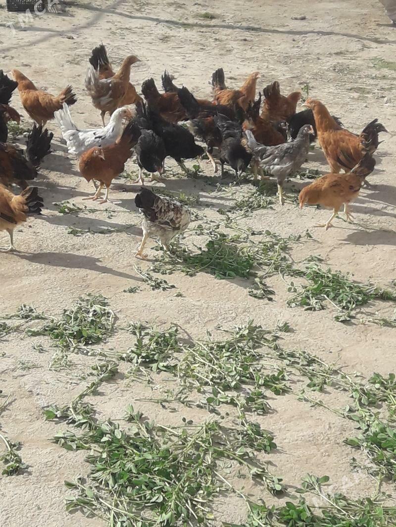 towuk Jüje - Мары - img 1