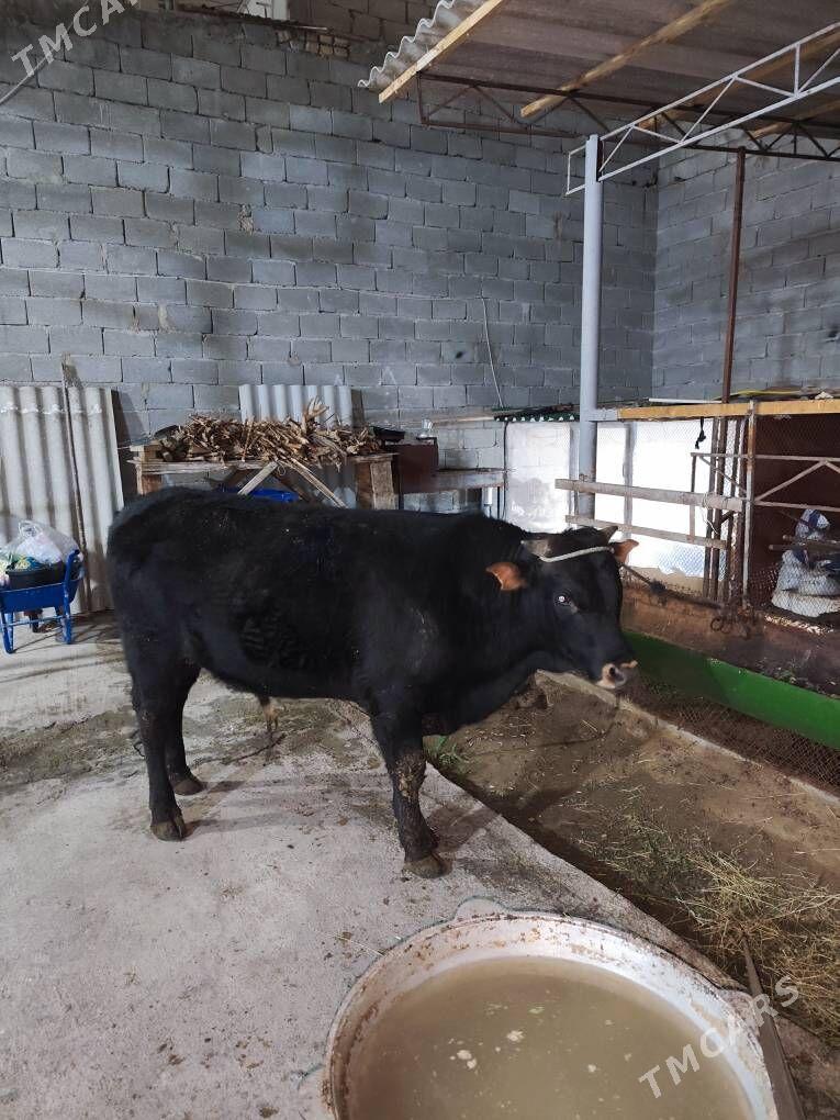 Öküz - Хитровка - img 1