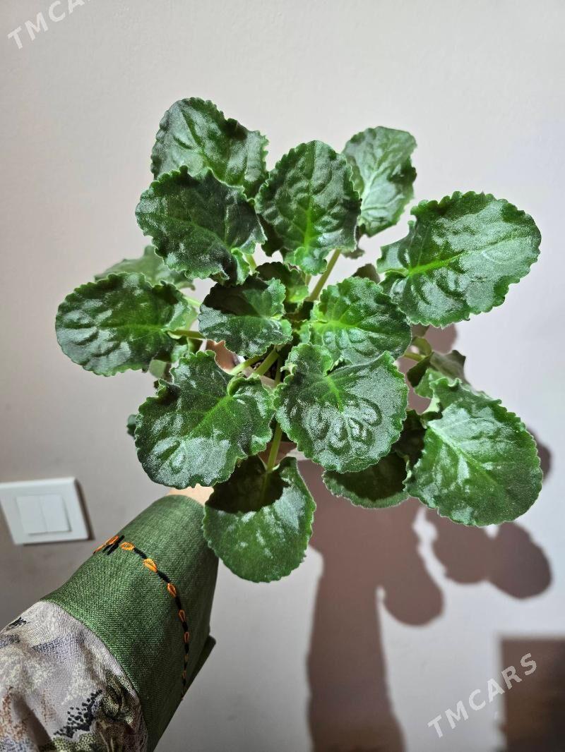 Сортовая фиалка - Ашхабад - img 1