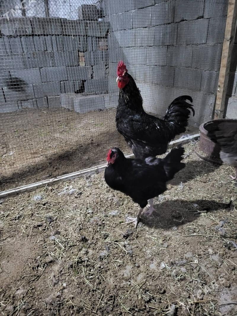 jersi gigant - Гёкдепе - img 1