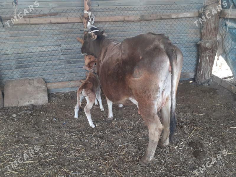 saglyk sygyr - Сакар - img 1