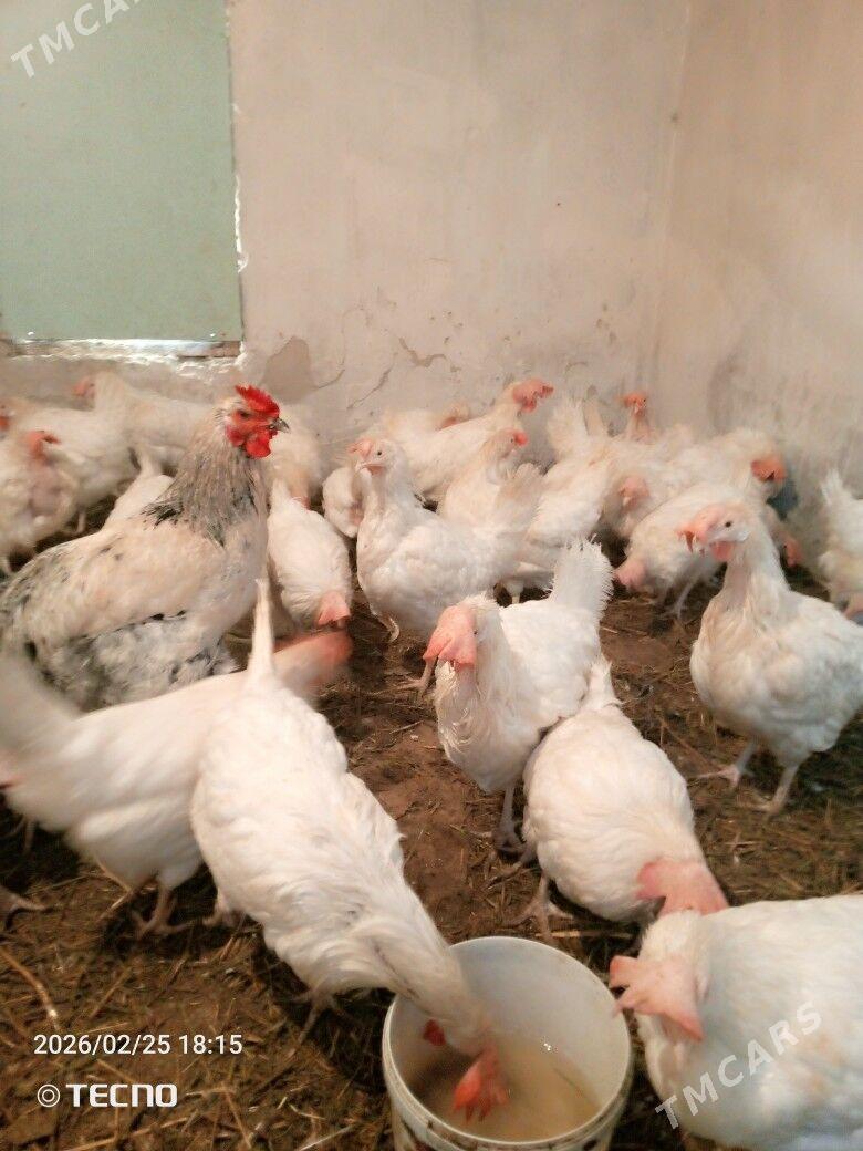 ak towuk - Гёкдепе - img 1