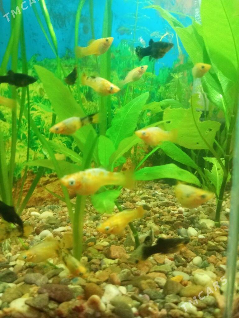 Аквариум - 2 мкр - img 1