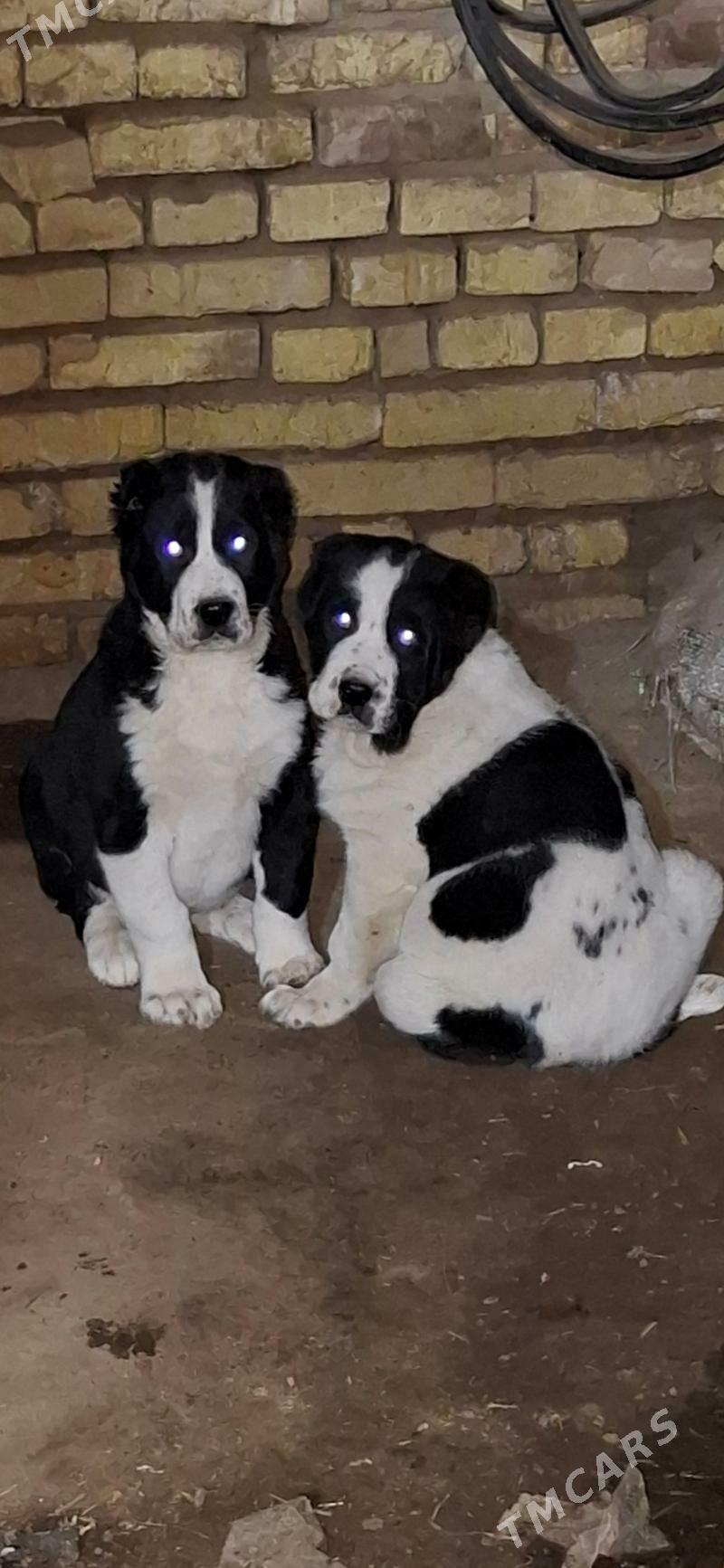 alabay - Байрамали - img 1