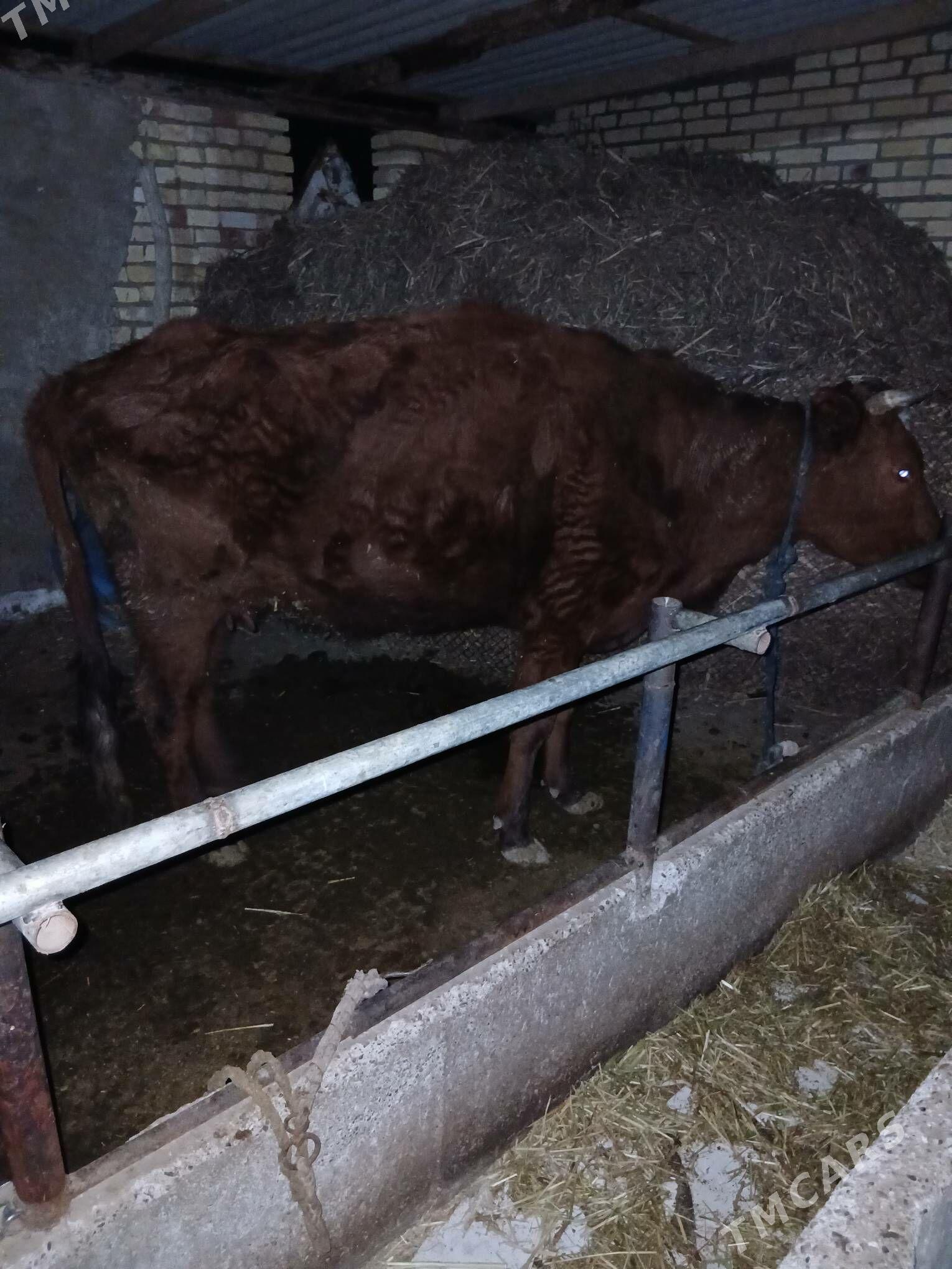 gysyr sygyr - Babadaýhan - img 1