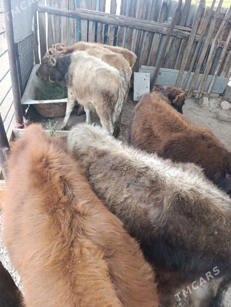 Okizle - Балканабат - img 1