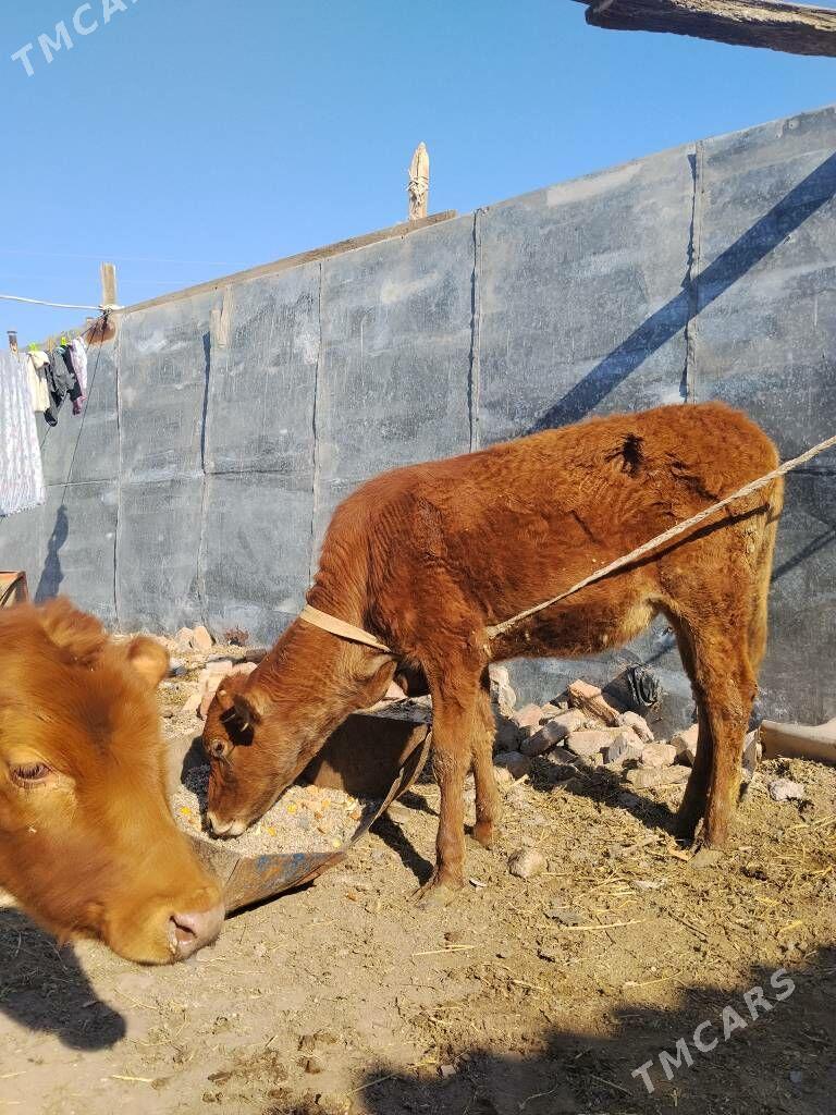 унажын - Türkmenabat - img 1