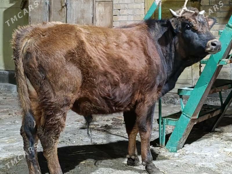 OKUZLER - Туркменабат - img 1