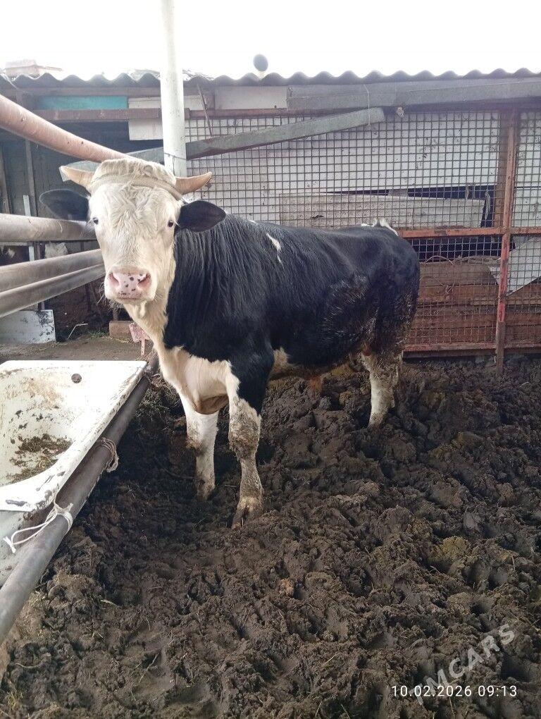 öküz bakylan çekip bolýa - Бузмеин - img 1