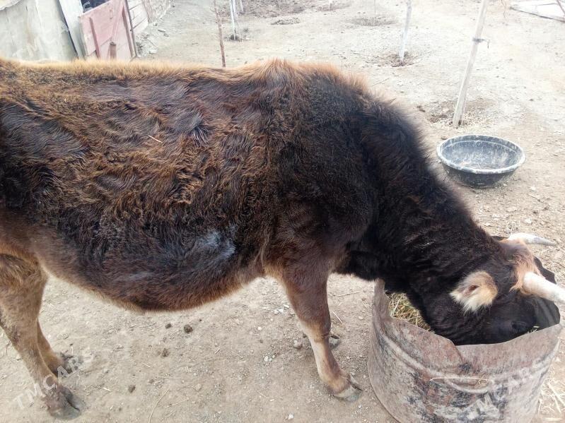 Sygyr - Берекет - img 1