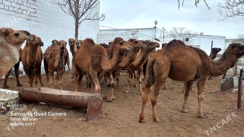 düýe - Балканабат - img 1