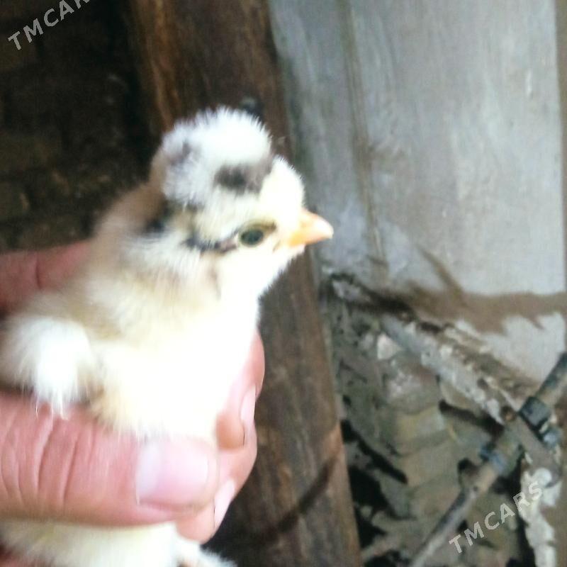 бройлер жуже - Сакар - img 1