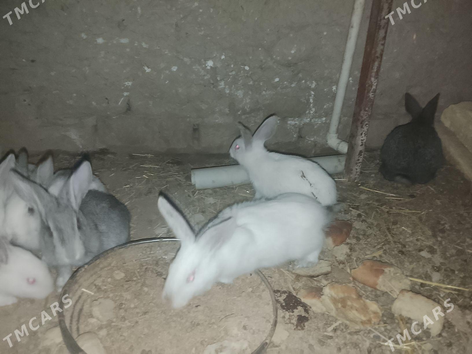 ARASSA WELİKAN BEÇLERİ SATLYK - Çärjew - img 1