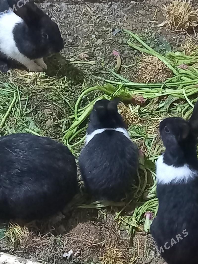 Towşan - Анев - img 1