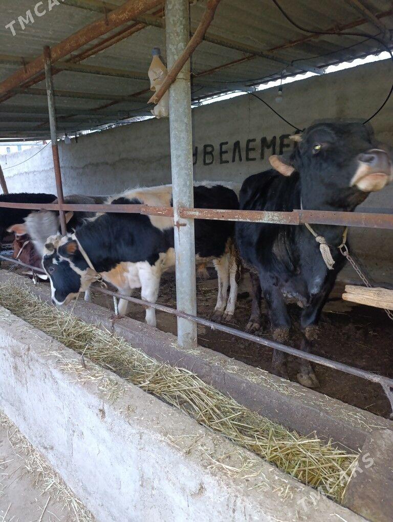 Oküzler - Багир - img 1