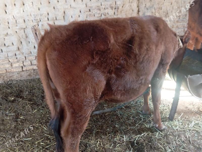 Gulajyn - Мары - img 1