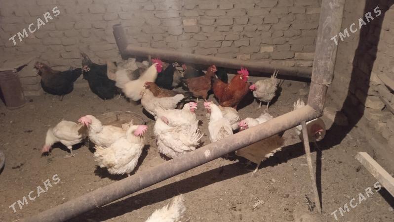 tovuk - Байрамали - img 1