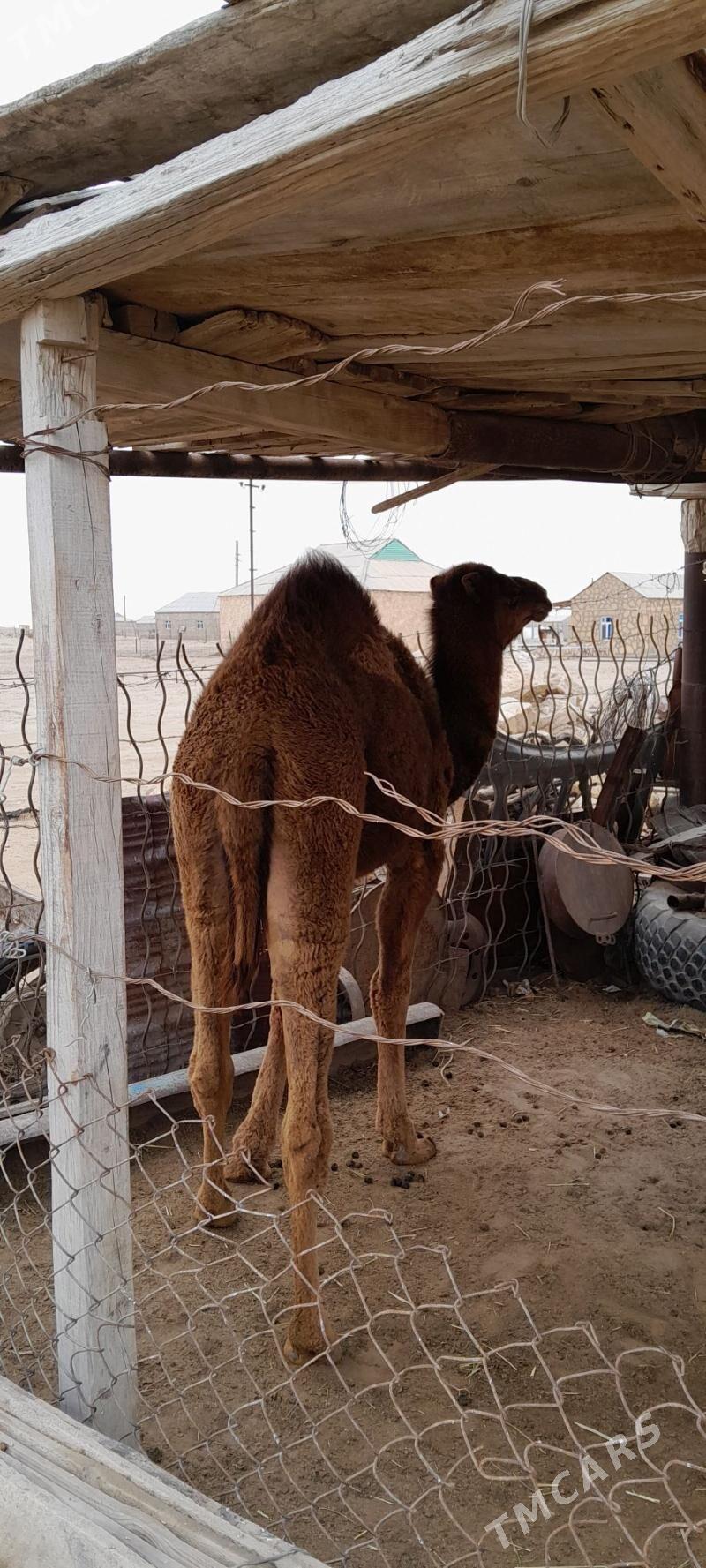 огшук - Эсенгулы - img 1