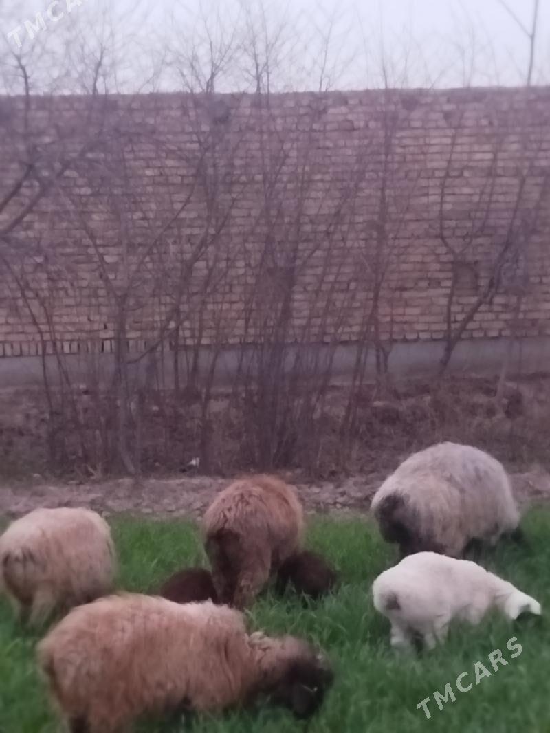 ekiz guzly goyyn - Saýat - img 1