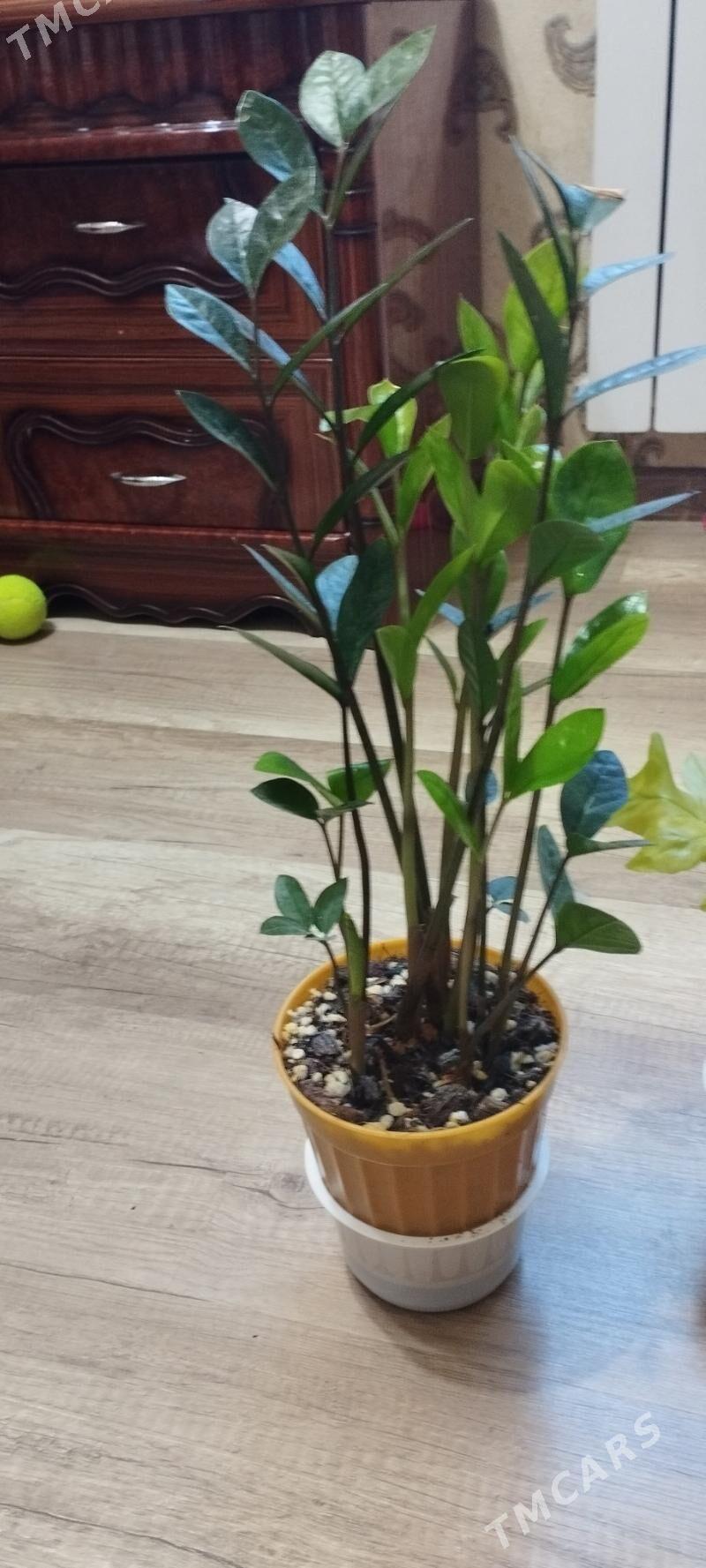 замиакулькас - Aşgabat - img 1