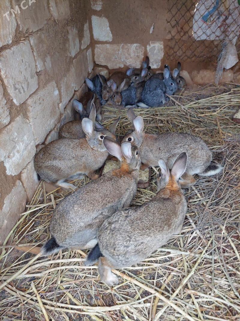 towşan - Теджен - img 1