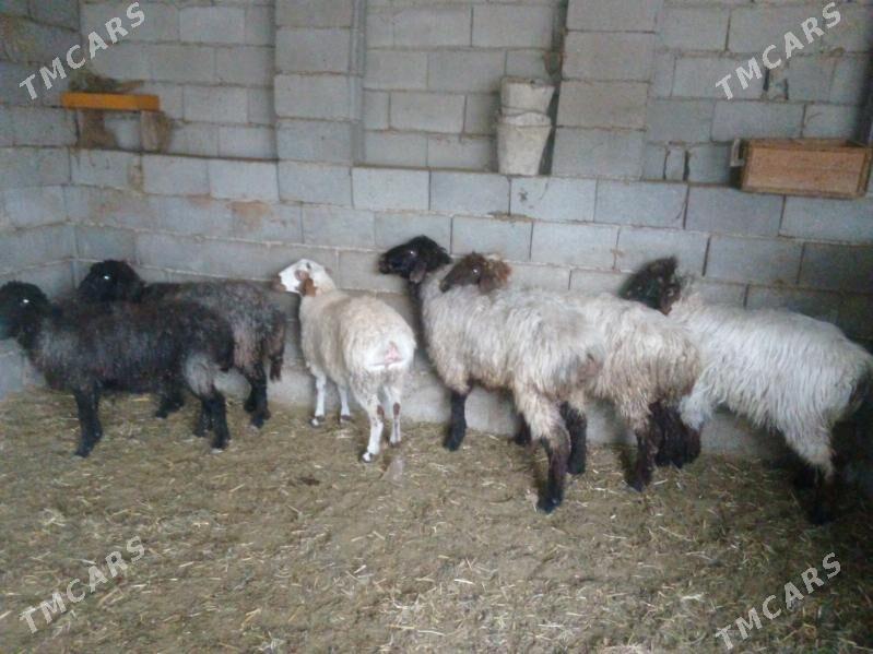 GOŶUN - Bäherden - img 1