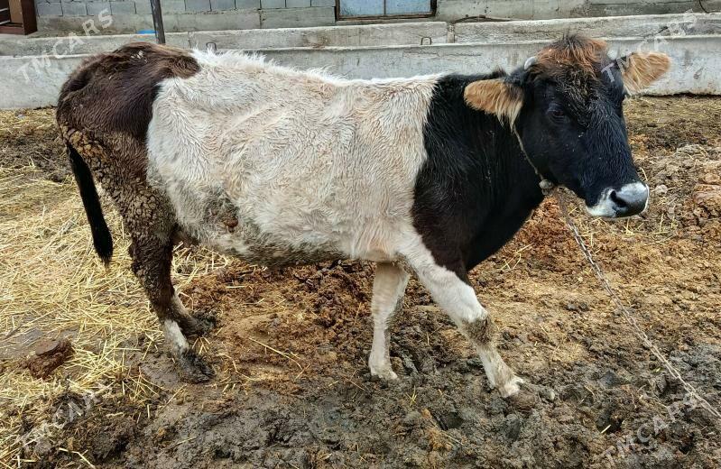 sygyrlar - Гёкдепе - img 1