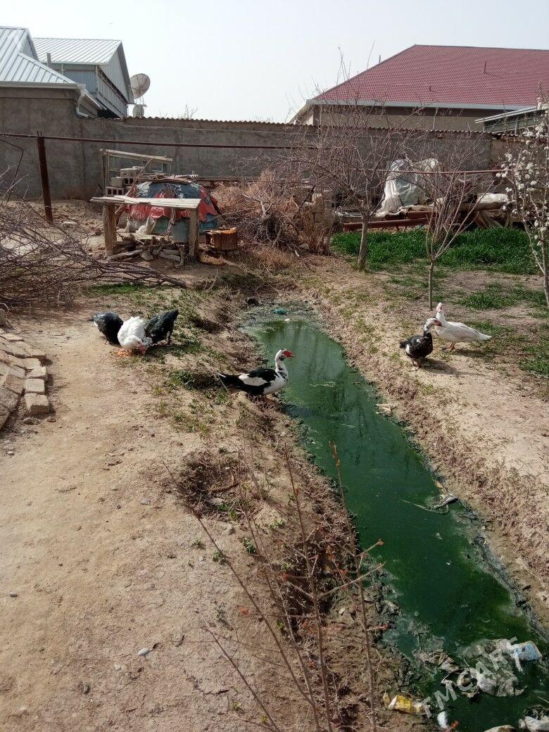 ördek ördek  - Mary - img 1