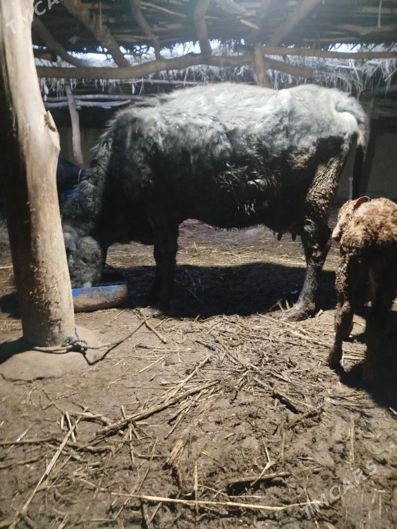 goleli sygyr - Gubadag - img 1