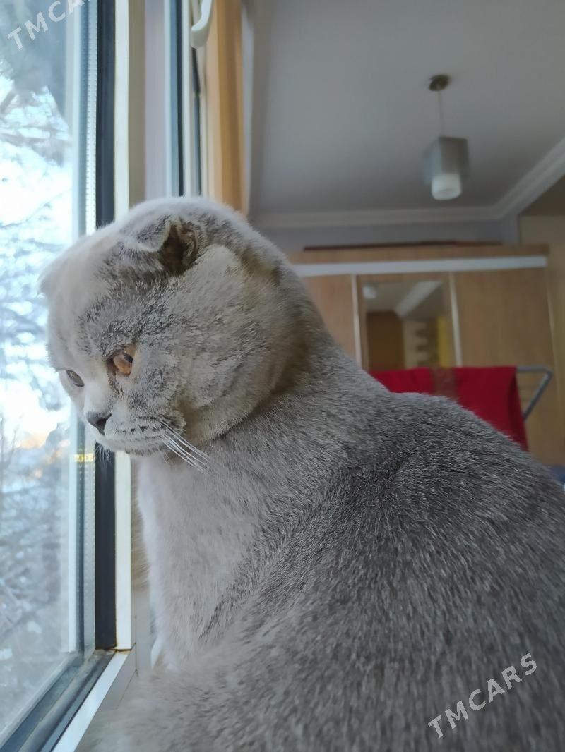 Кот - Ашхабад - img 1