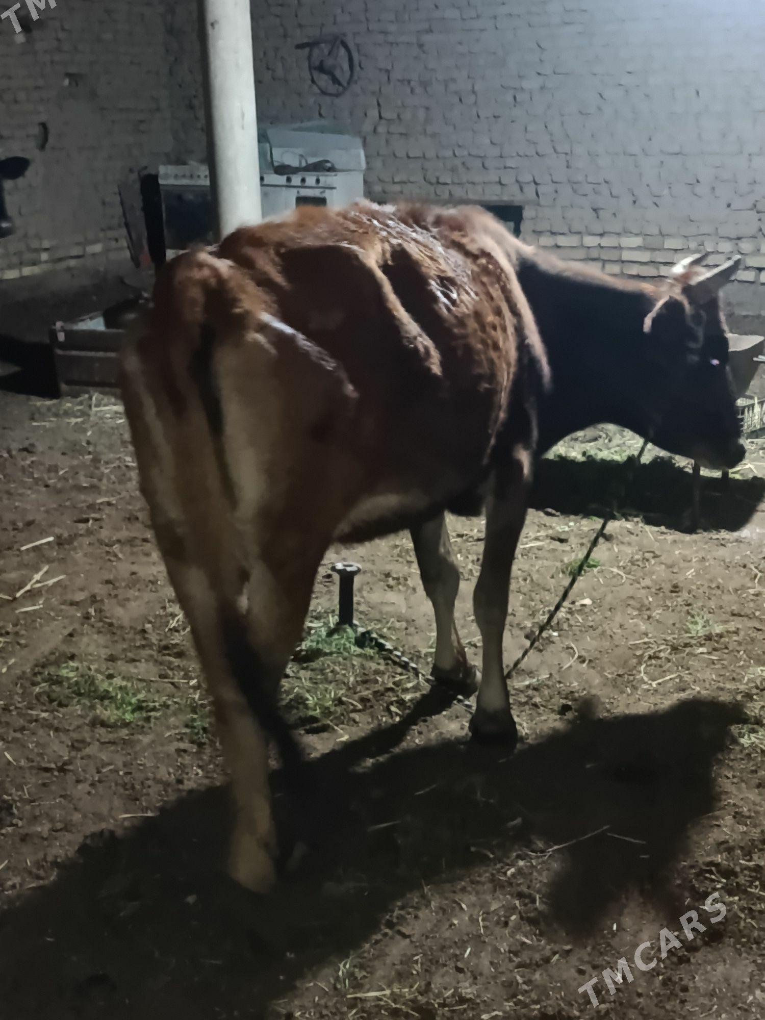 bogoz sygyr - Mary - img 1