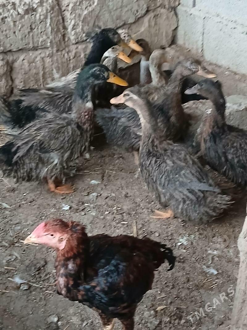 Ördek Towuk goýun sygyr sisark - Büzmeýin - img 1