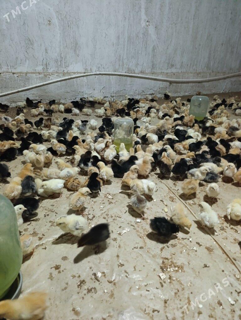 towuk jüýje - Ýolöten - img 1