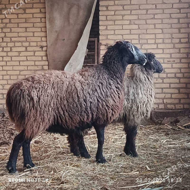 Bogaz we gysyr goyunlar - Çärjew - img 1