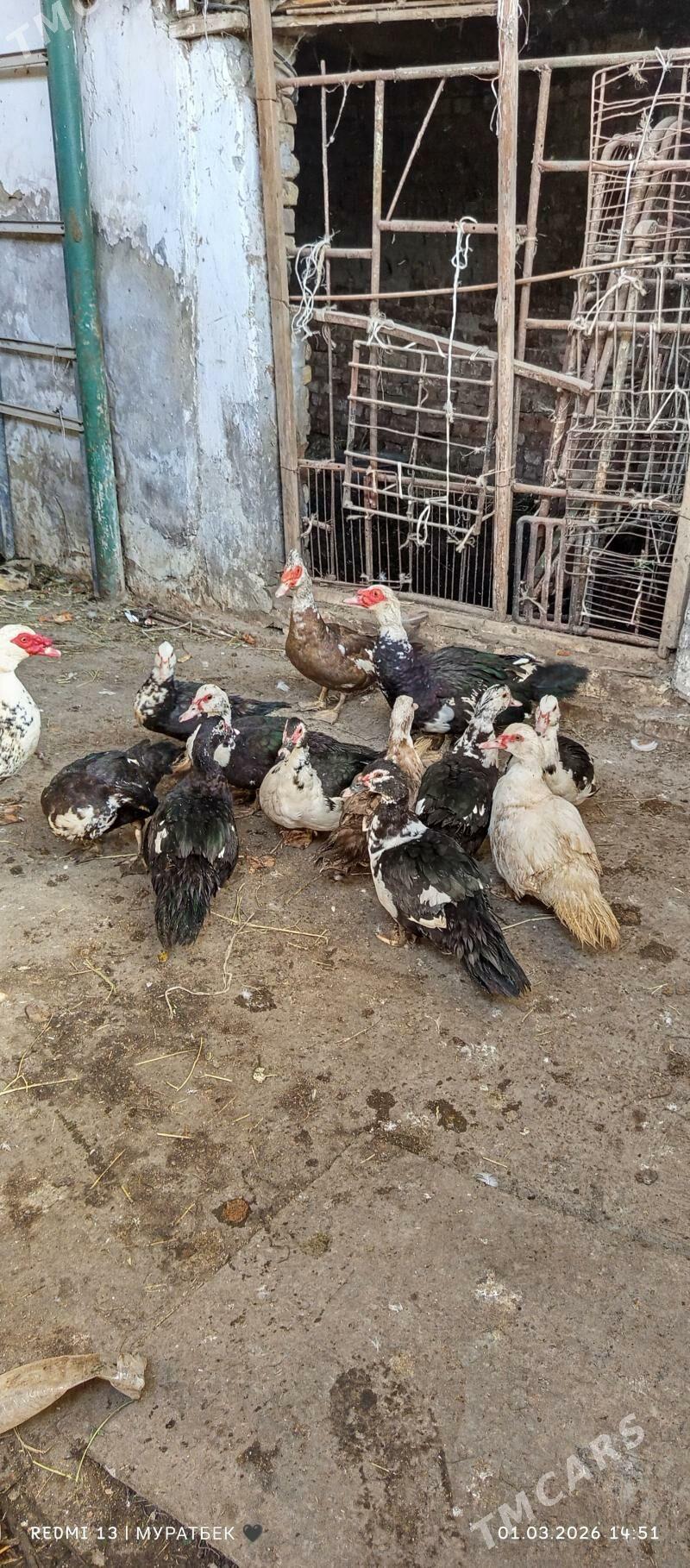 muskus ordekler - Туркменабат - img 1