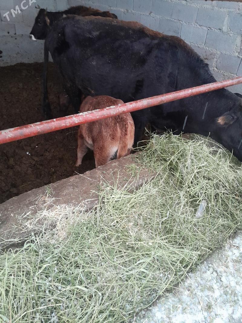 goleli sygyr - Bäherden - img 1