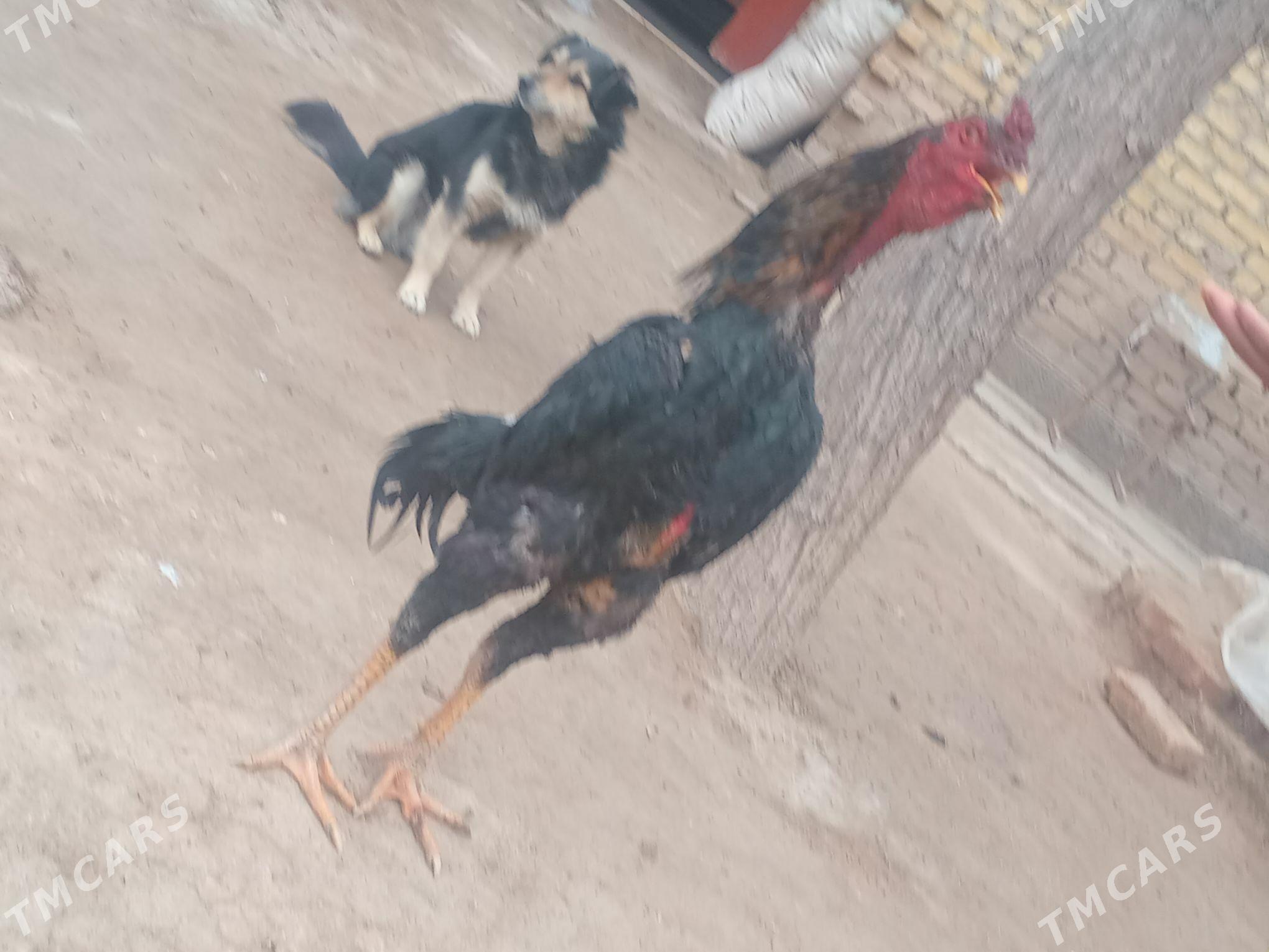 guslar - Саят - img 1