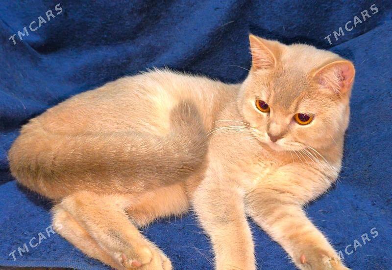 Шотландский Кот - Aşgabat - img 1