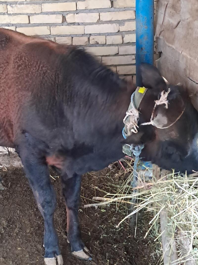 okuzler - Çärjew - img 1