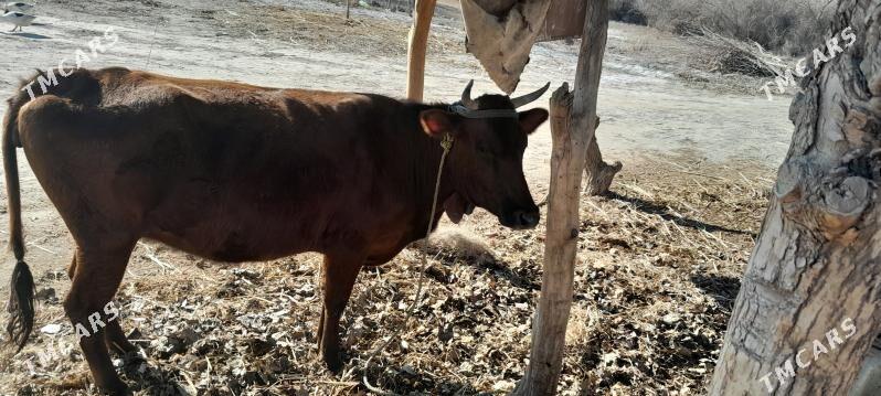 Sygyr - Губадаг - img 1