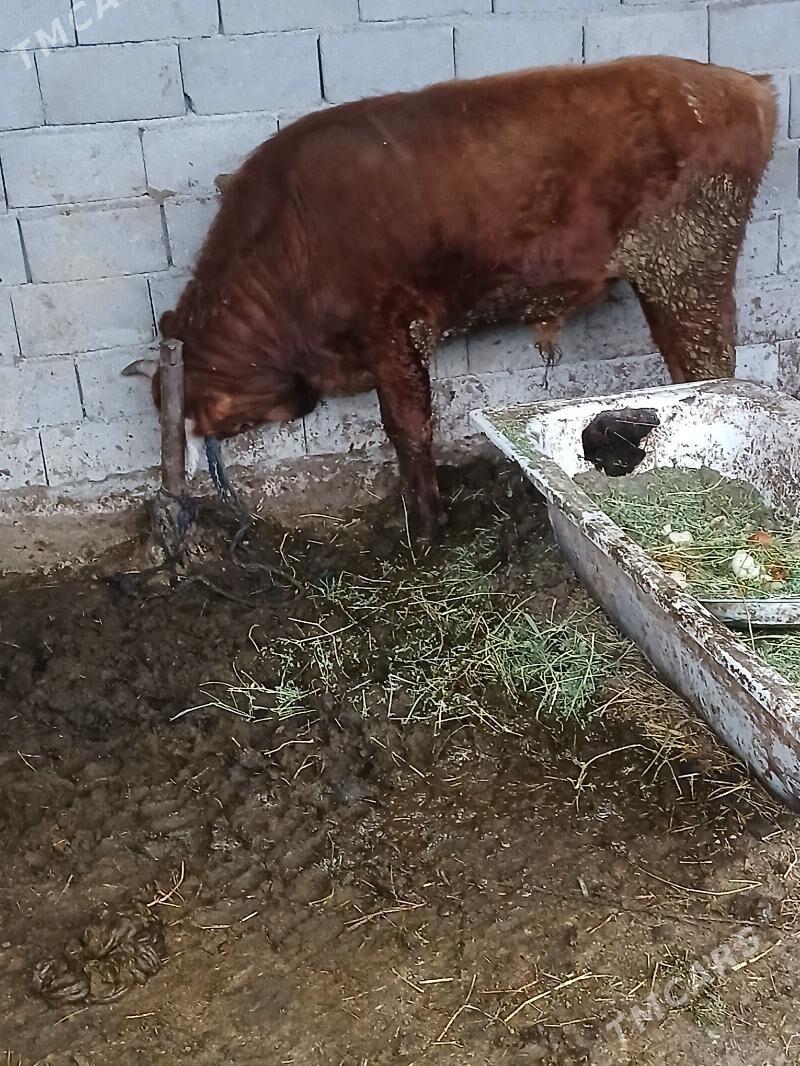 okuz - Ýaşlyk - img 1