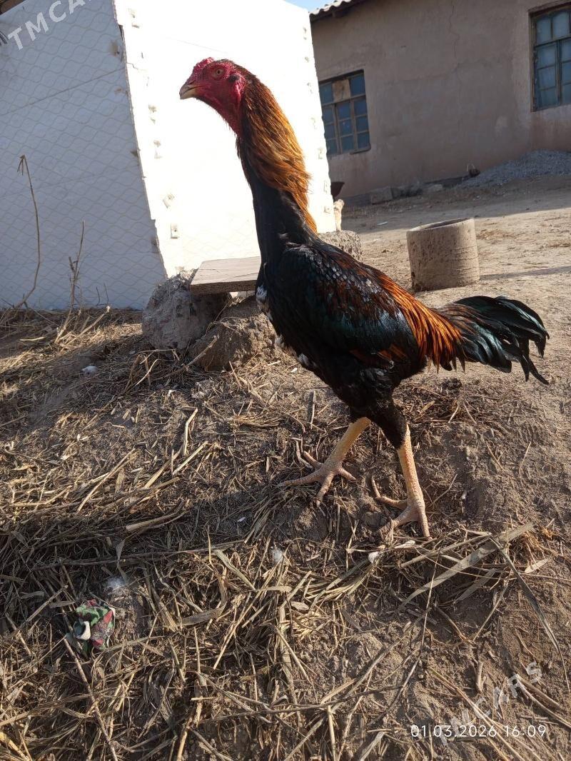 boyes juje - Farap - img 1