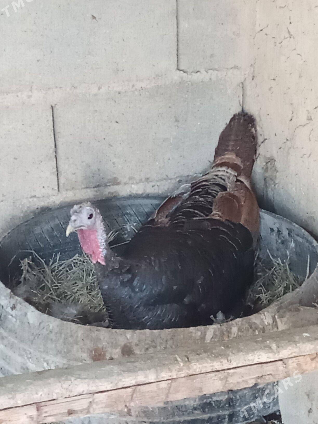 induk - Ýaşlyk - img 1