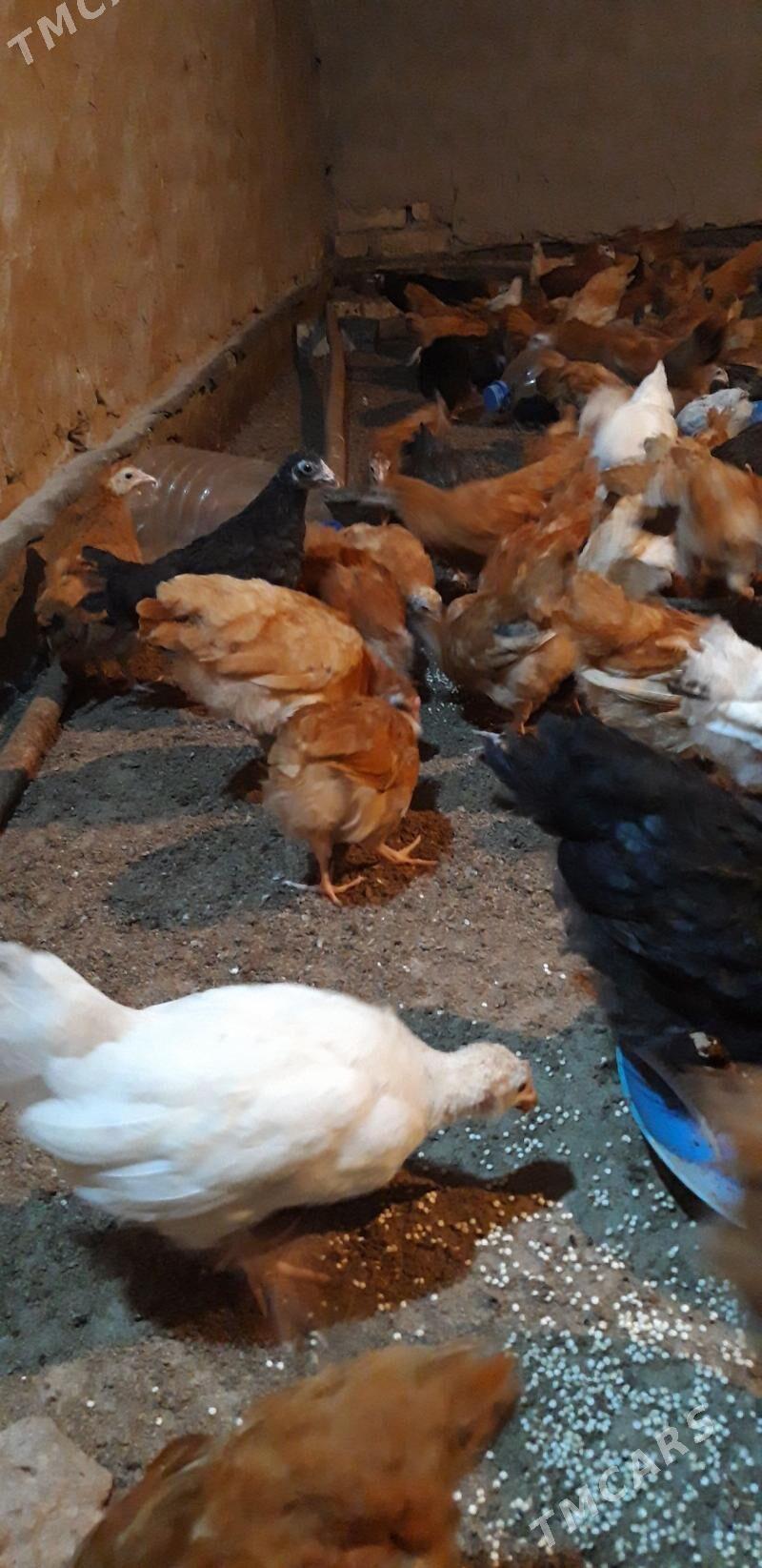 Jüýje - Gubadag - img 1