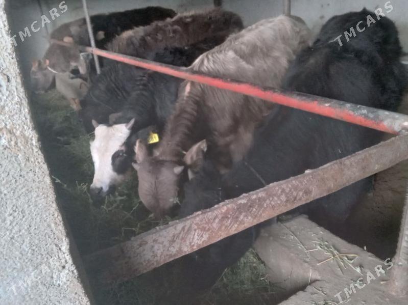 arzan 9.mal - Büzmeýin - img 1