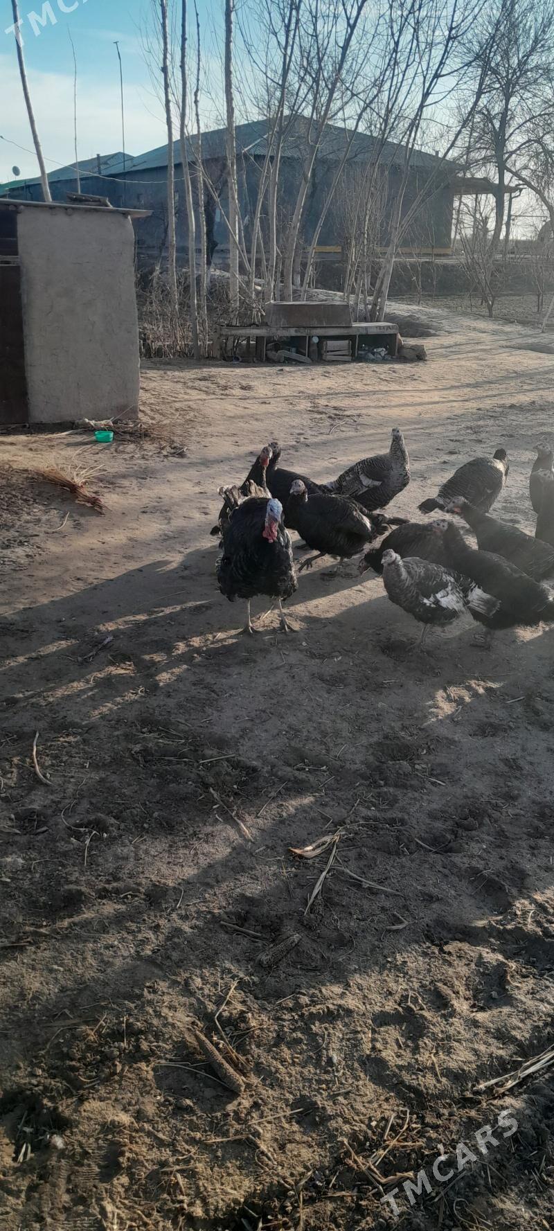 Unduk - Губадаг - img 1