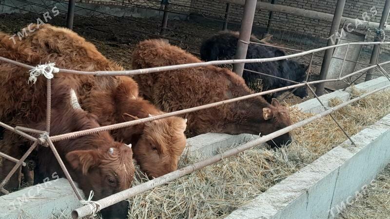 okuzceler - Сакар - img 1