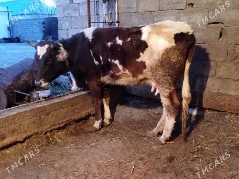 goleli sygyr - Gökdepe - img 1