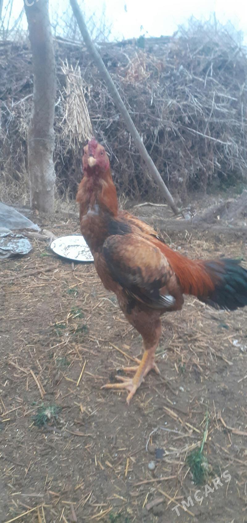 Байес хораз жуйже. - Фарап - img 1