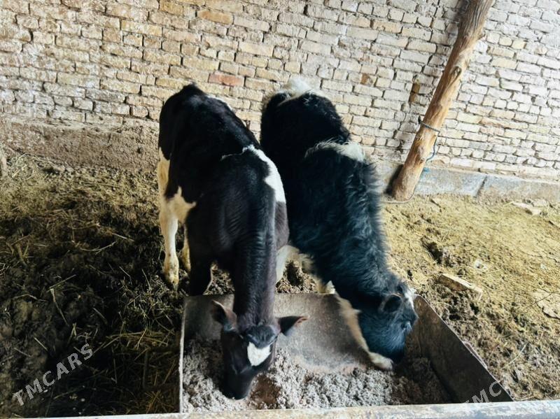 okuzceler - Чарджоу - img 1